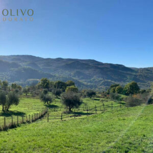 Olivo Dorato Herkunft