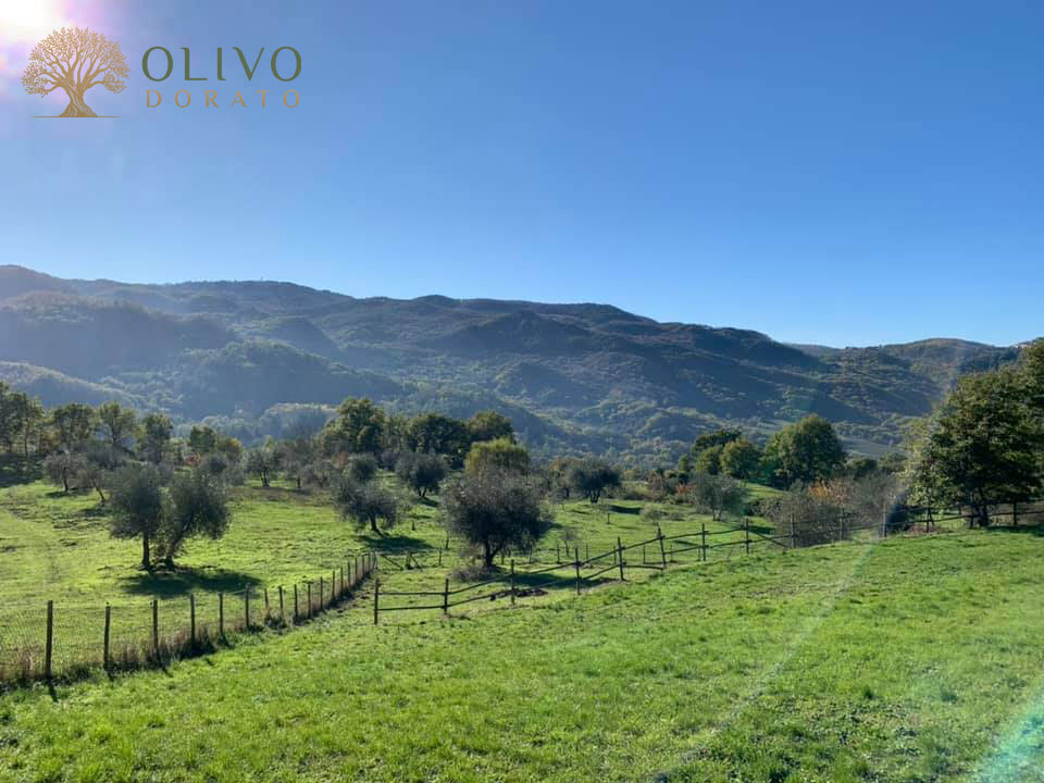 Olivo Dorato Herkunft