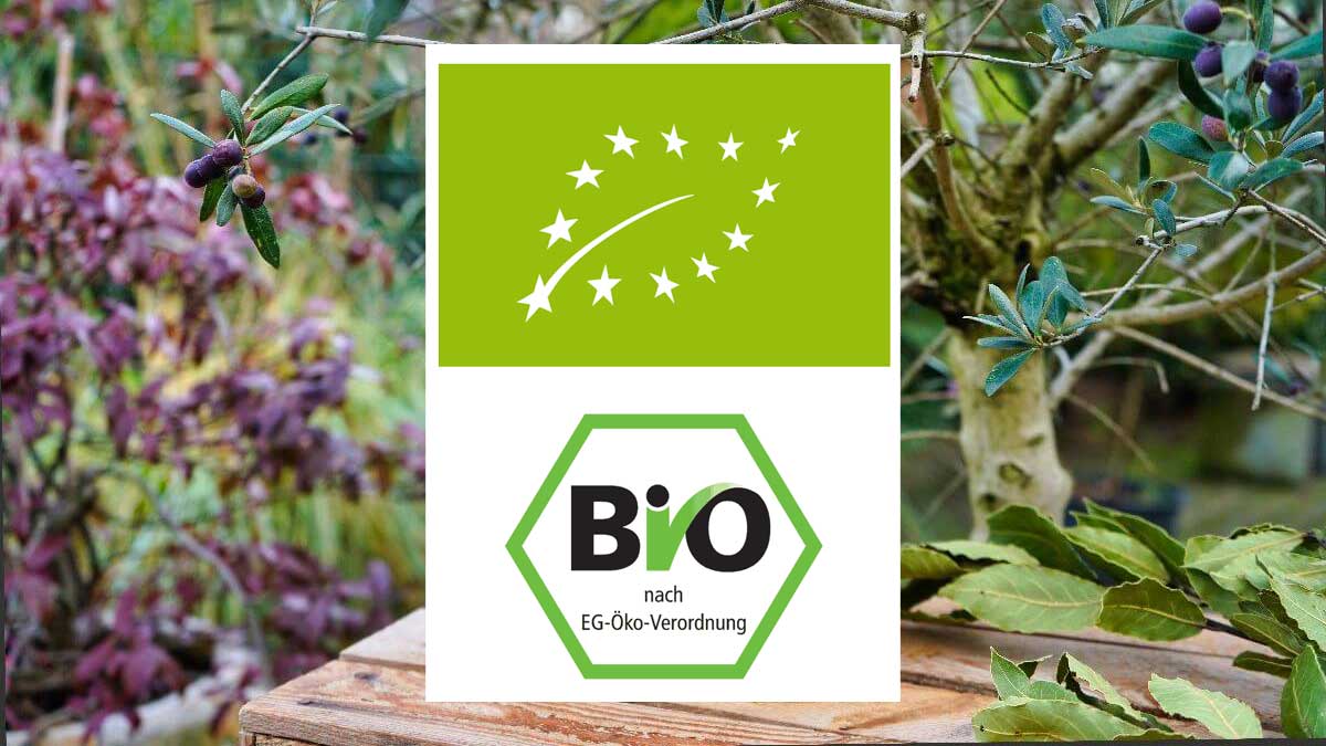 Bio Olivenöl