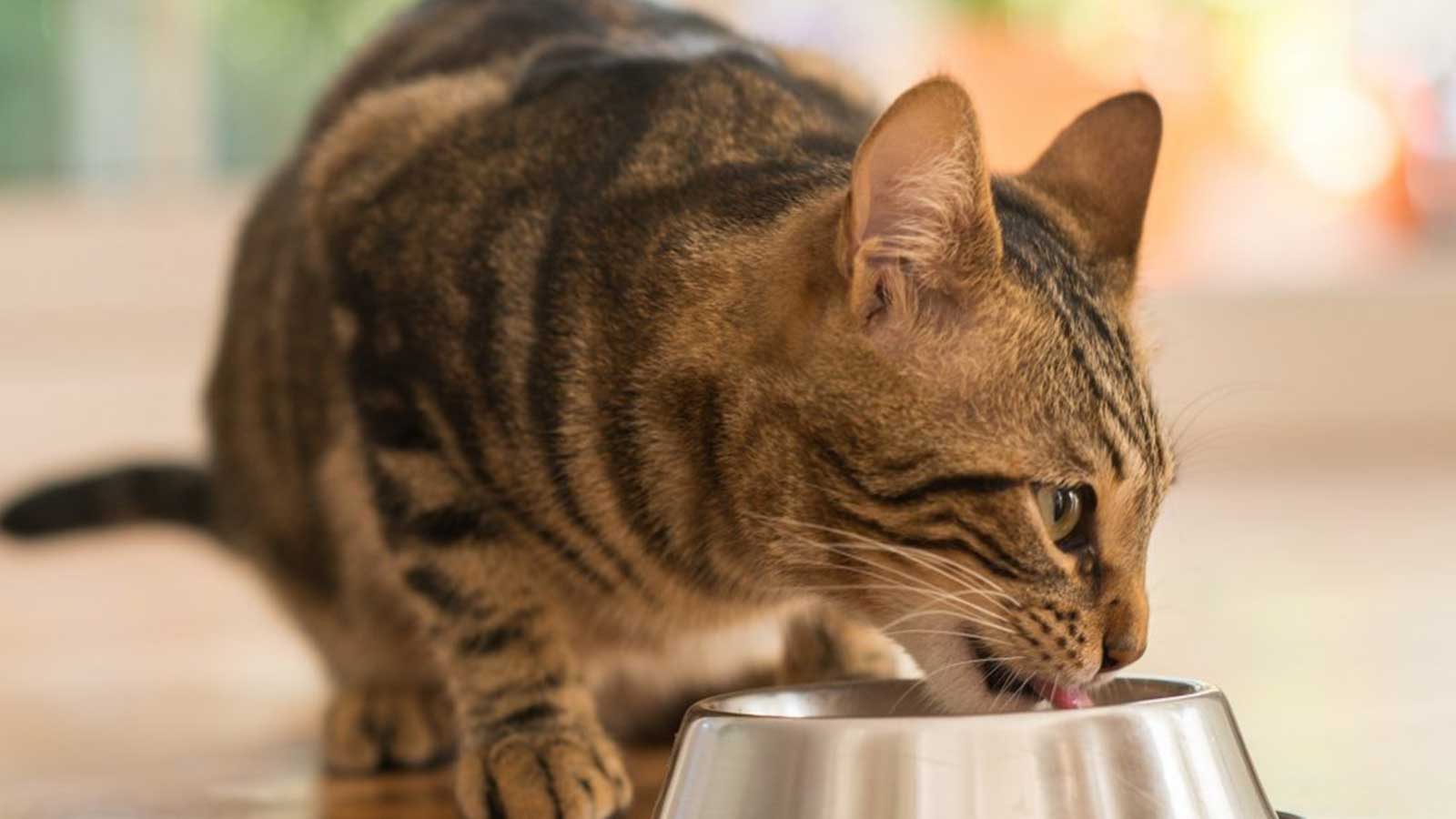 Olivenöl für Katzen