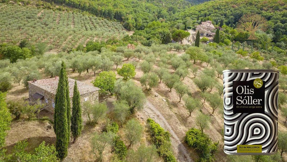 Olivenöl aus Mallorca